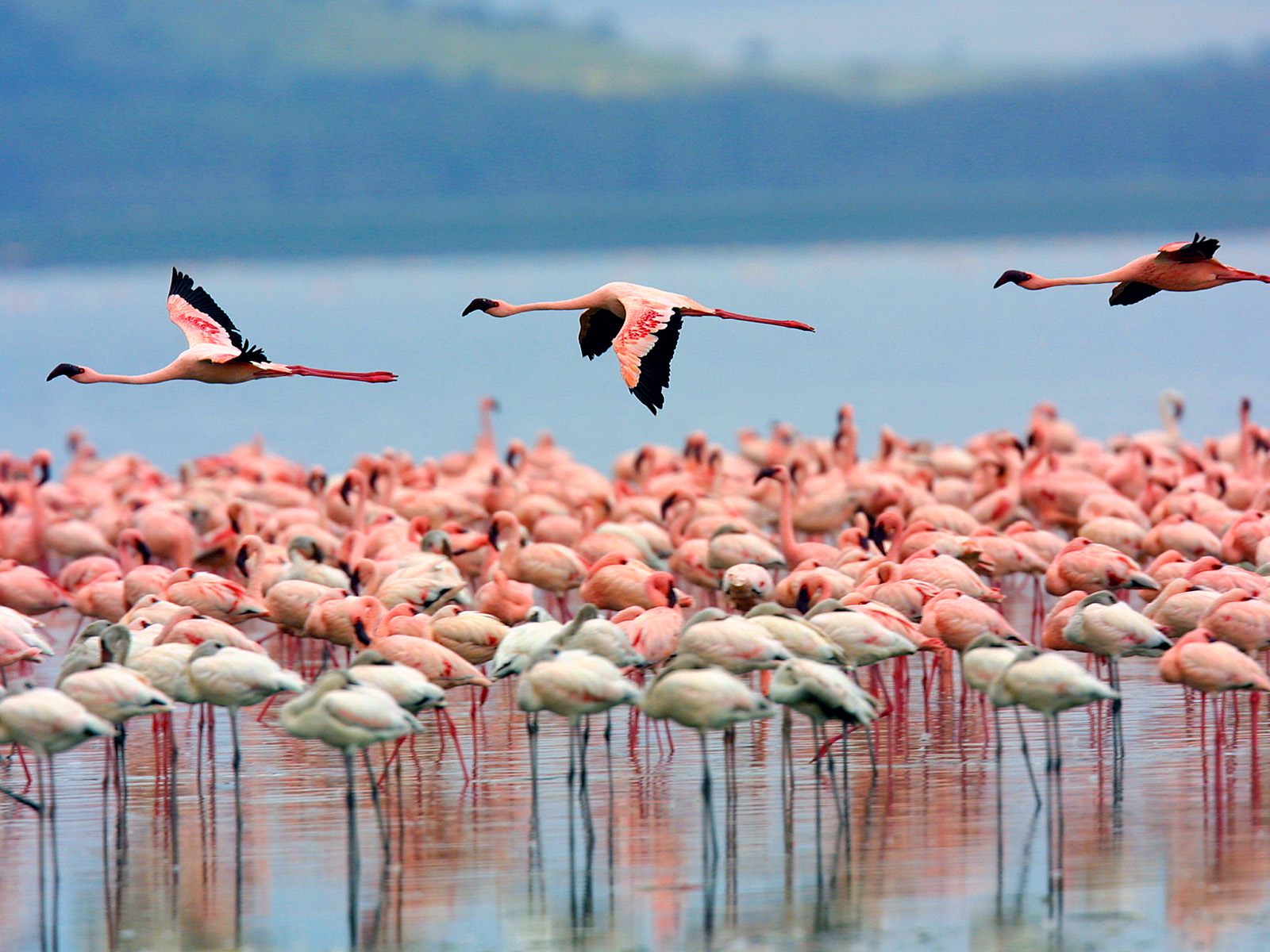 Day 02 : Ol - Pejeta - Nakuru 